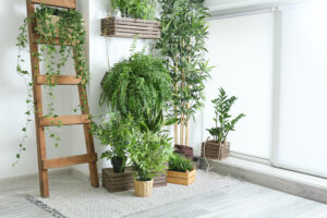 plantes mettre dans votre chambre 
