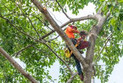 5 conseils pratiques pour un élagage parfait de vos arbres